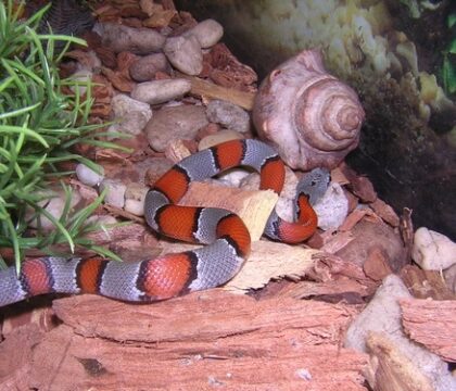 Buy Gray Banded Kingsnake