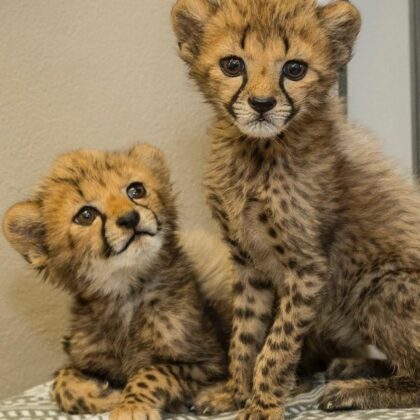 Buy Cheetah Cubs online