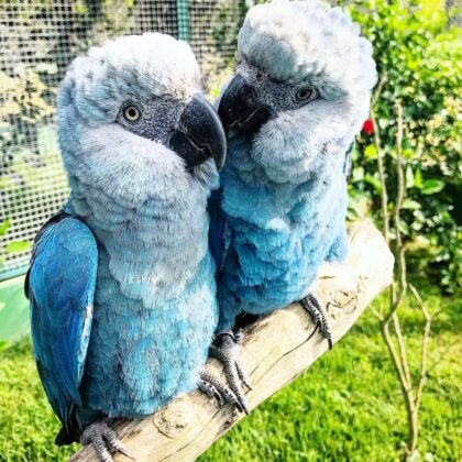 Buy spix macaw parrot