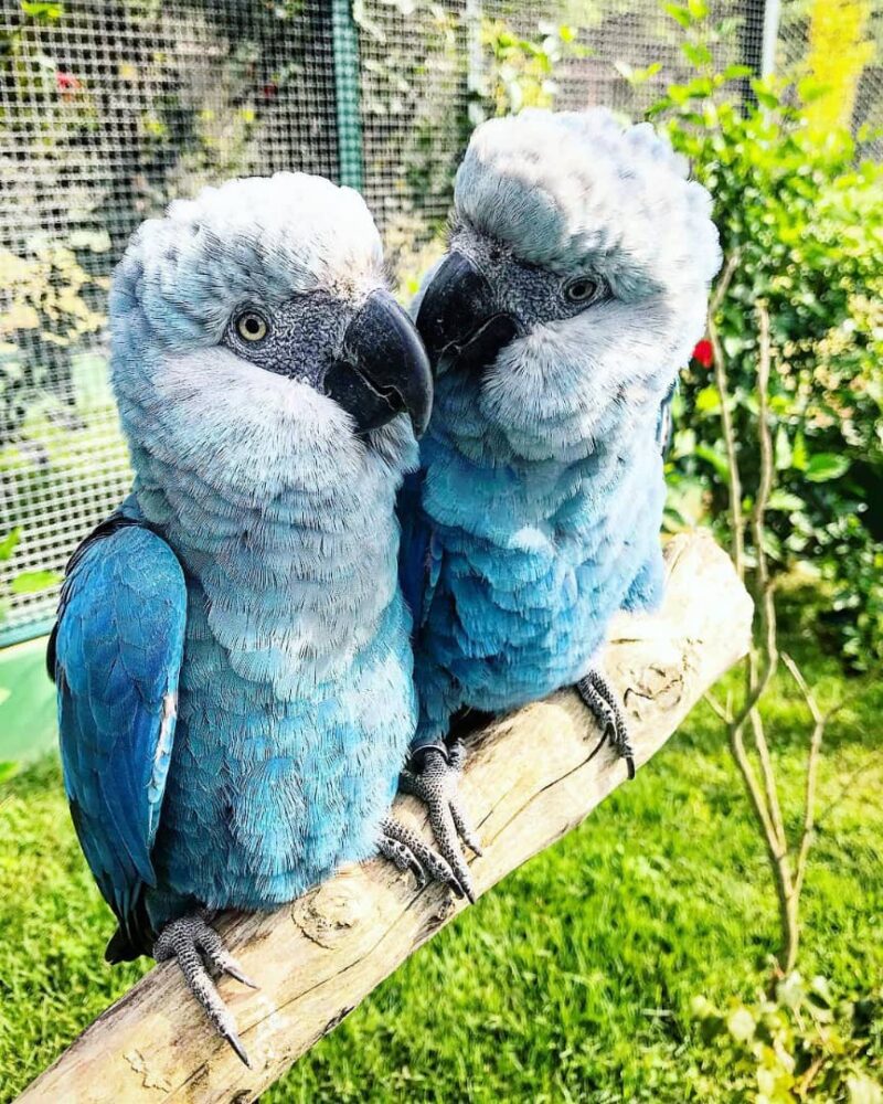 Buy spix macaw parrot