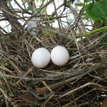 Buy White Doves eggs