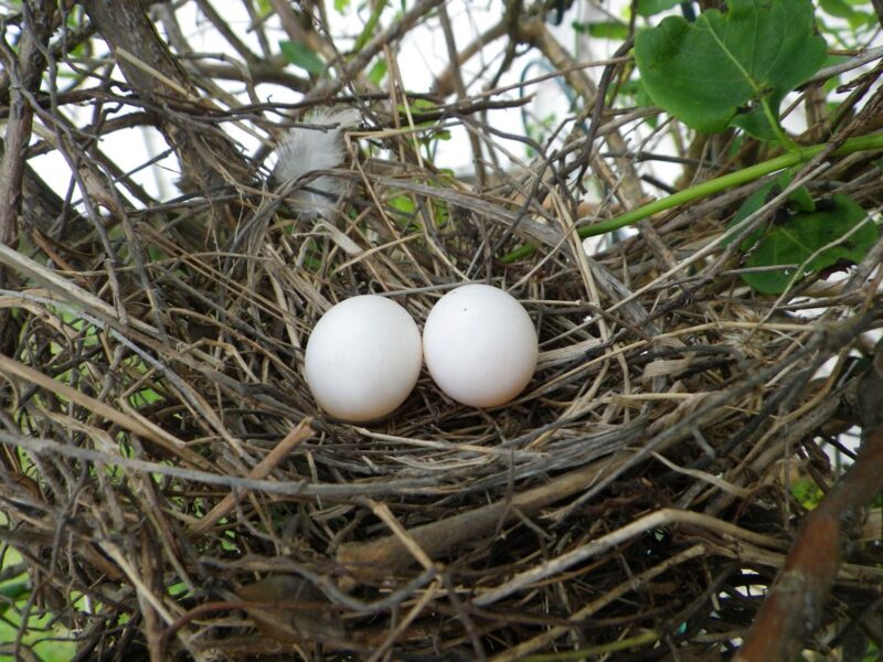 Buy White Doves eggs