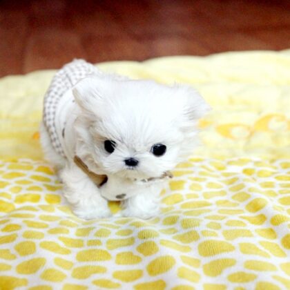 Teacup Maltese for sale