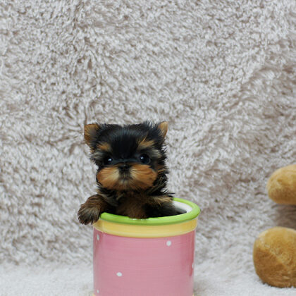 buy yorkshire terrier puppy