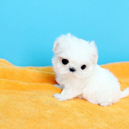 Baby Maltese for sale