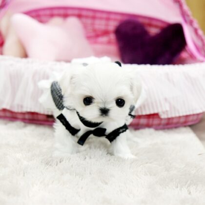 Buy maltese puppy online