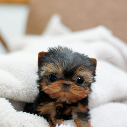 Buy teacup yorkie puppy