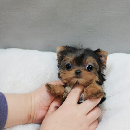 Yorkie puppies for sale