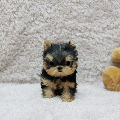 buy a yorkie puppy