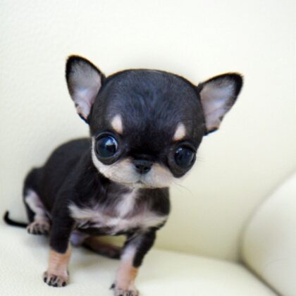 Buy mini chihuahua puppy