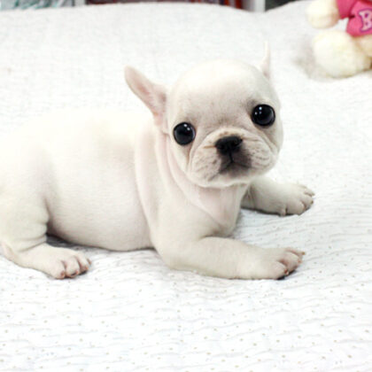 where to buy french bulldogs