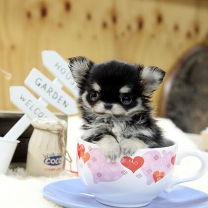 Purchase teacup chihuahua puppy