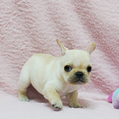 Buy French Bulldog Puppies