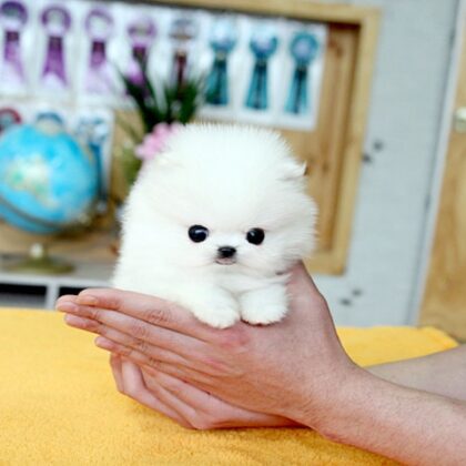 Pomeranian Puppies For Sale