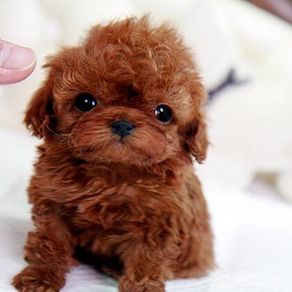 Buy a Teacup Poodle Puppy