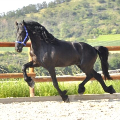 Buy Friesian horses online