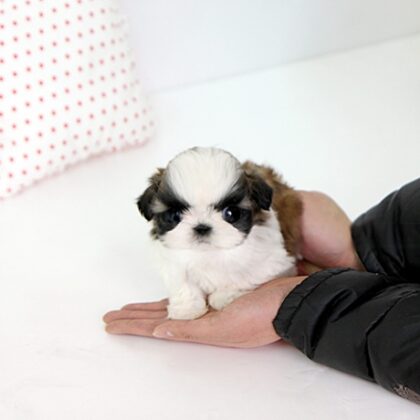 Shih Tzu Puppy for sale