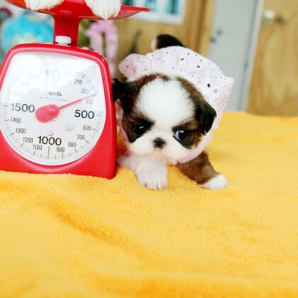 Buy Shih Tzu Puppies Online